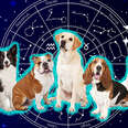 different dogs in front of birth chart