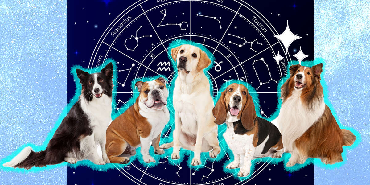 Dog Zodiac Signs: Here's What Your Pup's Sign Says About Her Personality -  DodoWell - The Dodo