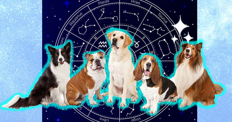 different dogs in front of birth chart
