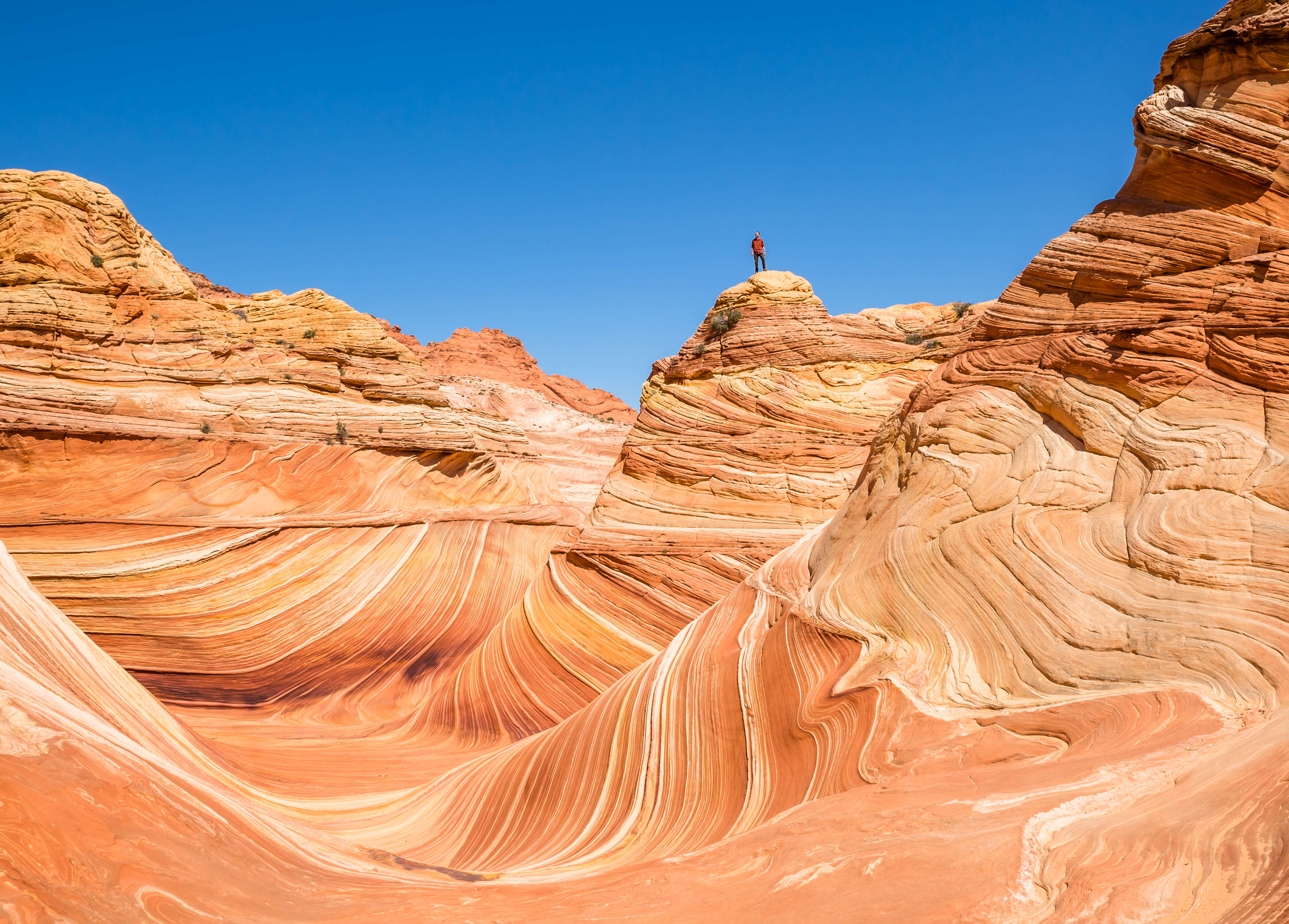 Holy Smokes, This Southwestern Desert Looks Like a Dr. Seuss Book