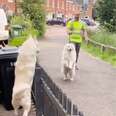 Senior Dog Turns Into A Puppy The Moment He Meets His Retirement Buddy