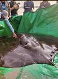 This Record-Breaking 661-Pound Stingray Was Just Caught in Cambodia