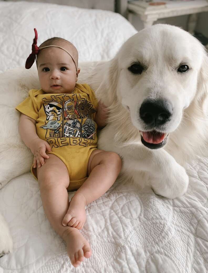 Golden Retriever dog lays on bed with a baby.