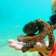 Woman Becomes Friends With An Octopus Obsessed With Stealing Her Camera