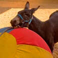 Donkey Who Couldn't Walk Loves To Play With Balls!
