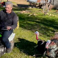 Wild Turkeys Are Deeply Obsessed With This Man!