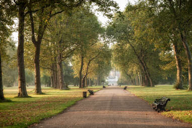 A line of trees in Hyde Park