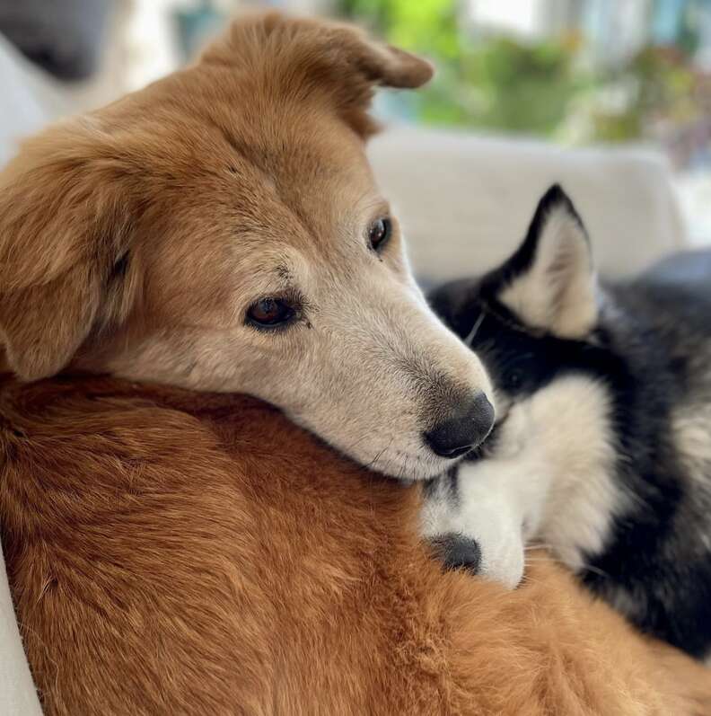 Two dogs nap next to each other.