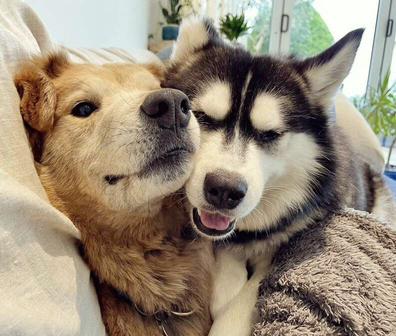 Two dogs snuggle together.