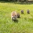 A mother raccoon leads her babies through a yard.