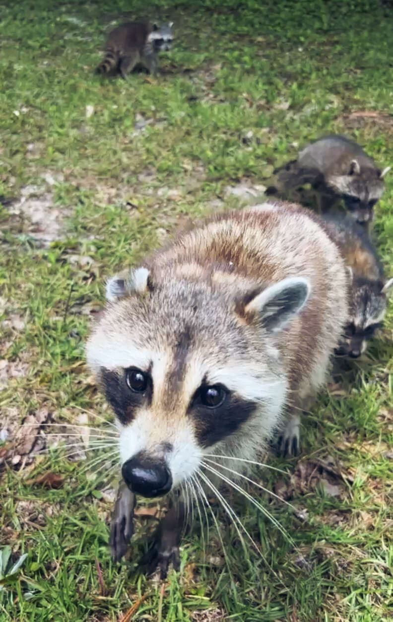 A mother raccoon and her babies.