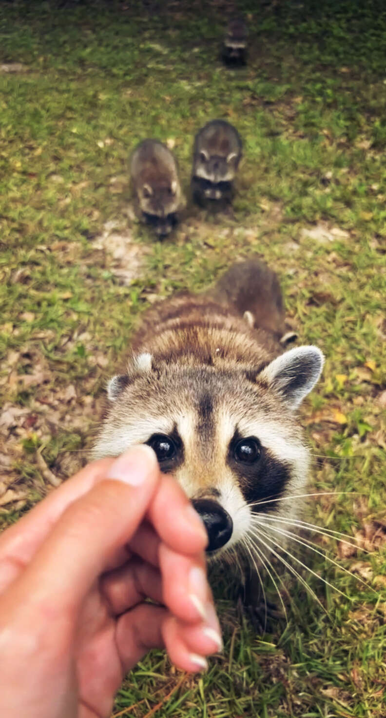 A mother raccoon and her babies.