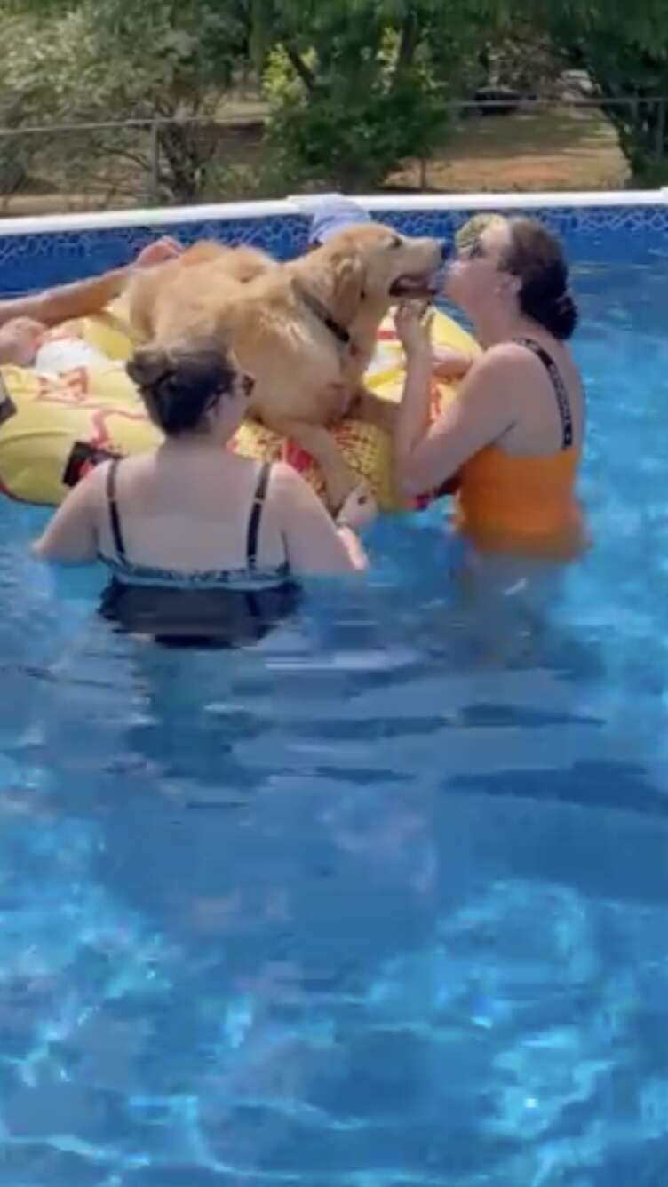 dogs crash pool party