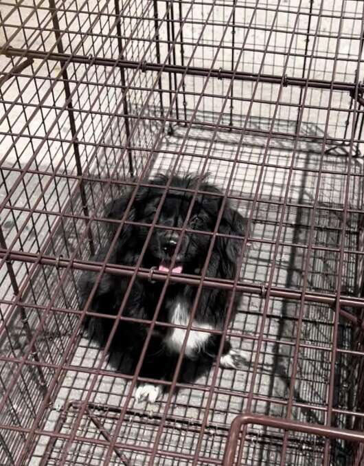 a black dog in a cage