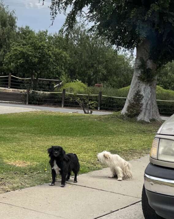 a white dog and a black dog standing on a sidewalk
