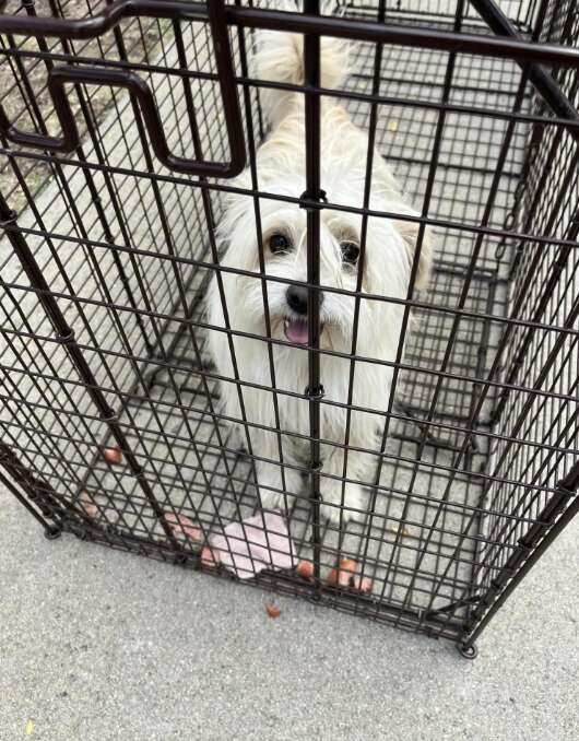 a white dog in a cage