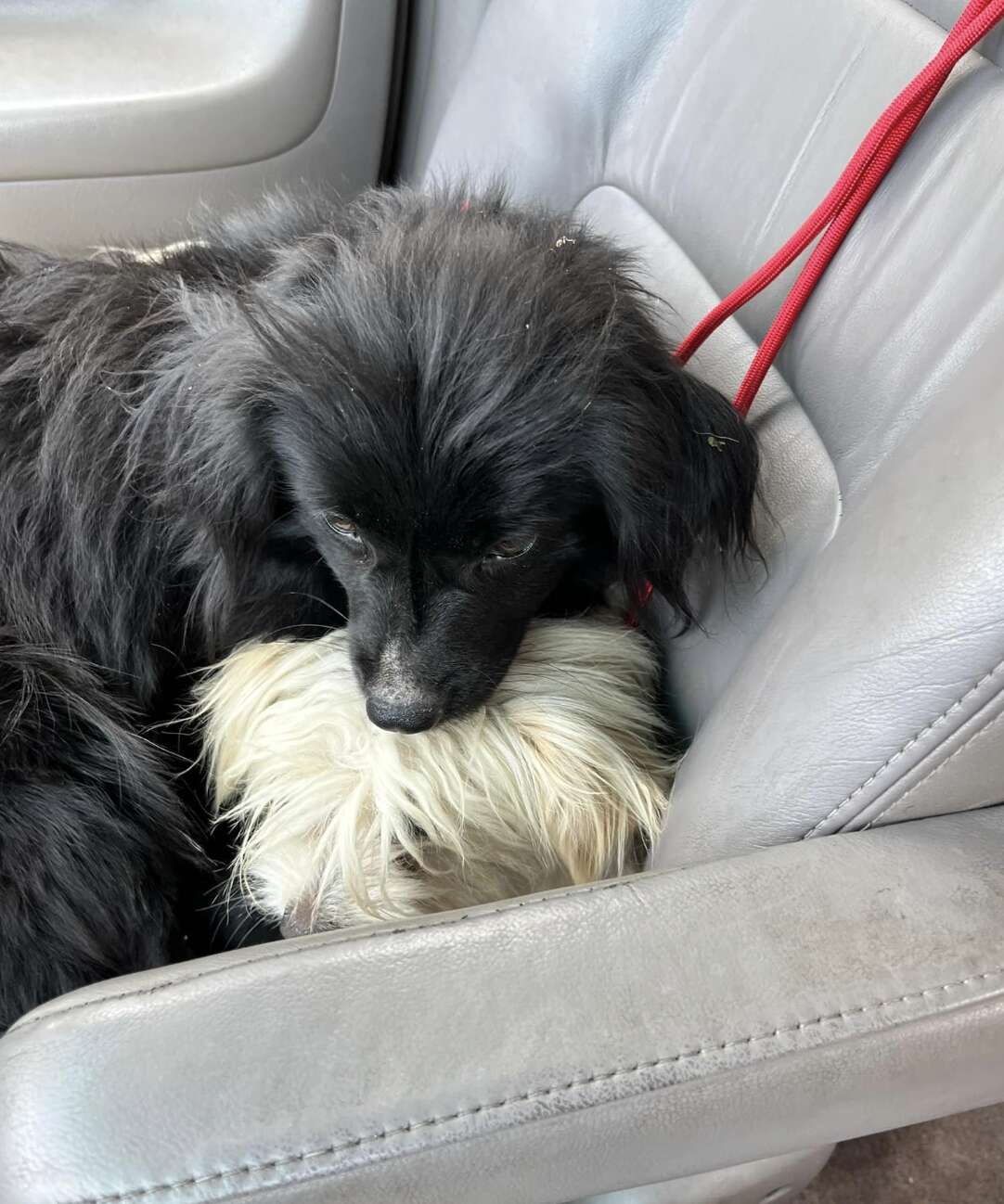 a white dog and a black dog cuddling