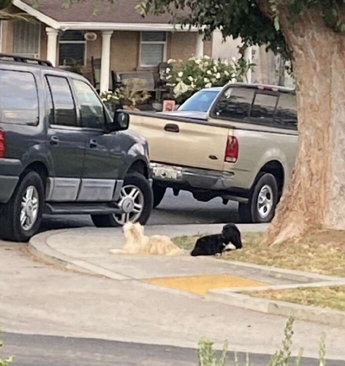 two dogs lying on the sidewalk