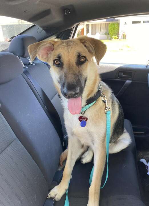 happy dog sitting in the backseat of a car