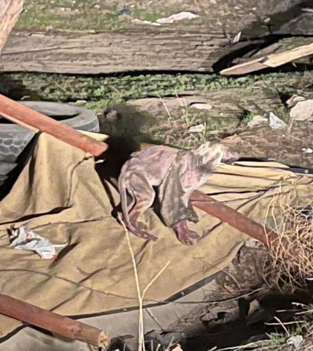 skinny, abandoned dog wearing an old jacket