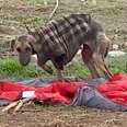 Dog Abandoned In Old, Tattered Jacket Makes An Unbelievable Recovery