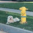 Loyal Dog Refuses To Leave Fire Hydrant Where He Last Saw His Owner