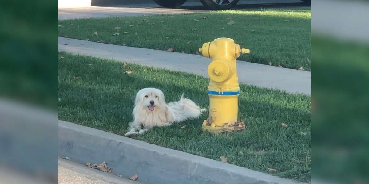 Loyal Dog Refuses To Leave The Spot Where He Was Abandoned, Until A ...