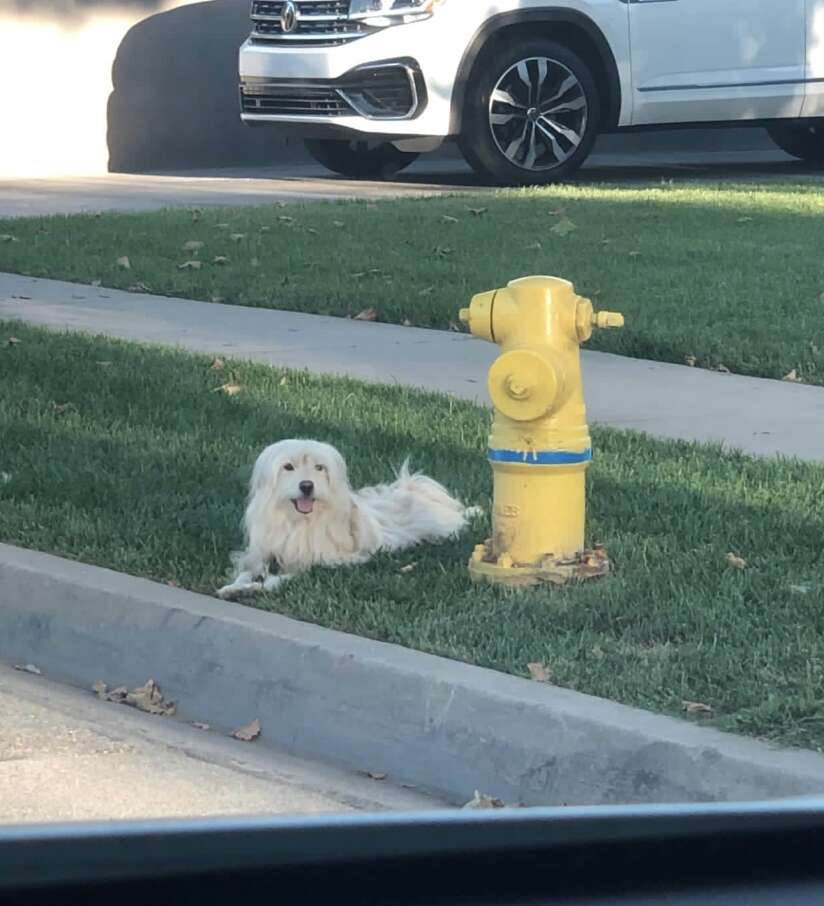 dog laying down next to a fire hydrant