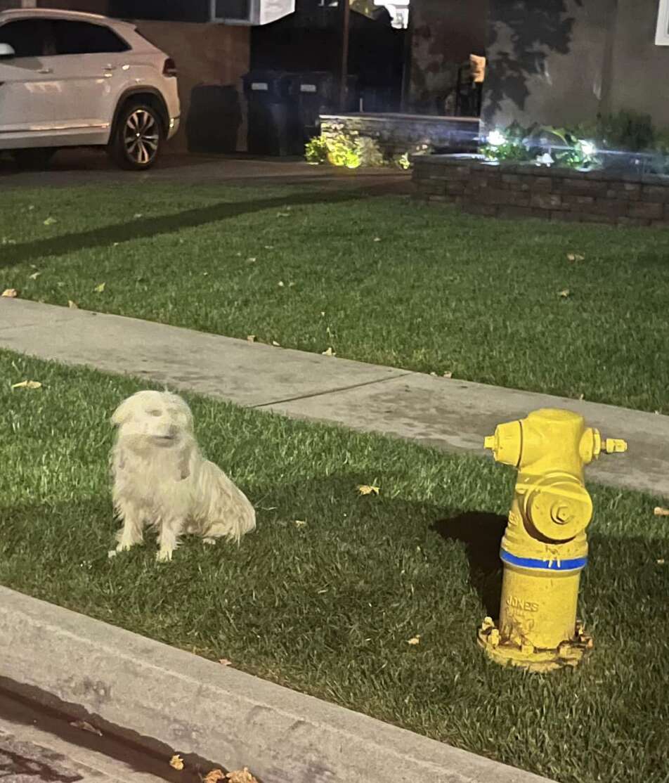 dog sitting next to a fire hydrant at night
