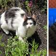 A black and white cat sits on the street and in a new bed.