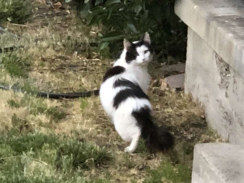 A black and white cat sits on the street.