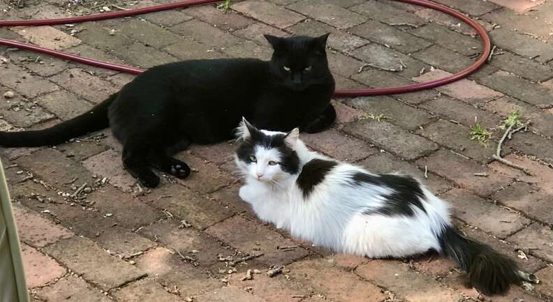 A black and white cat lays outside next to a black cat.