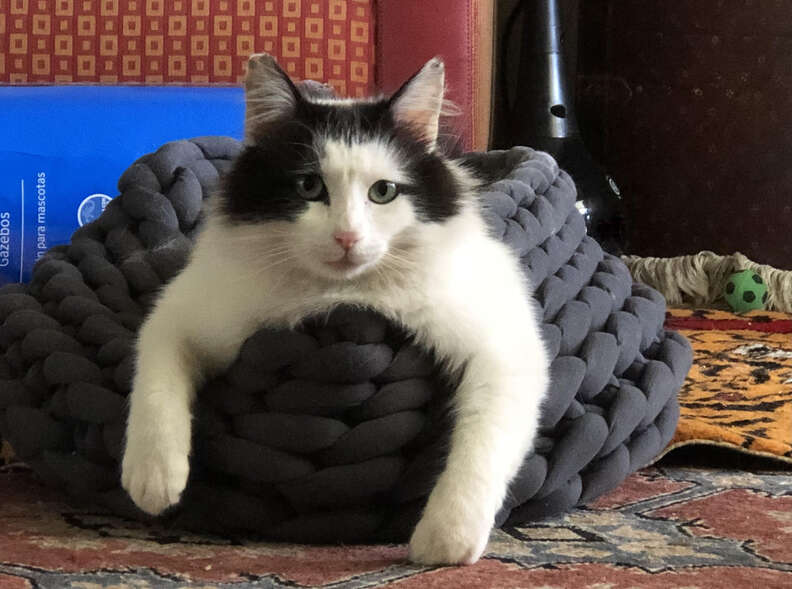 A black and white cat lays in a bed.