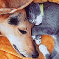 cat and dog cuddling