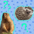 groundhog and hedgehog