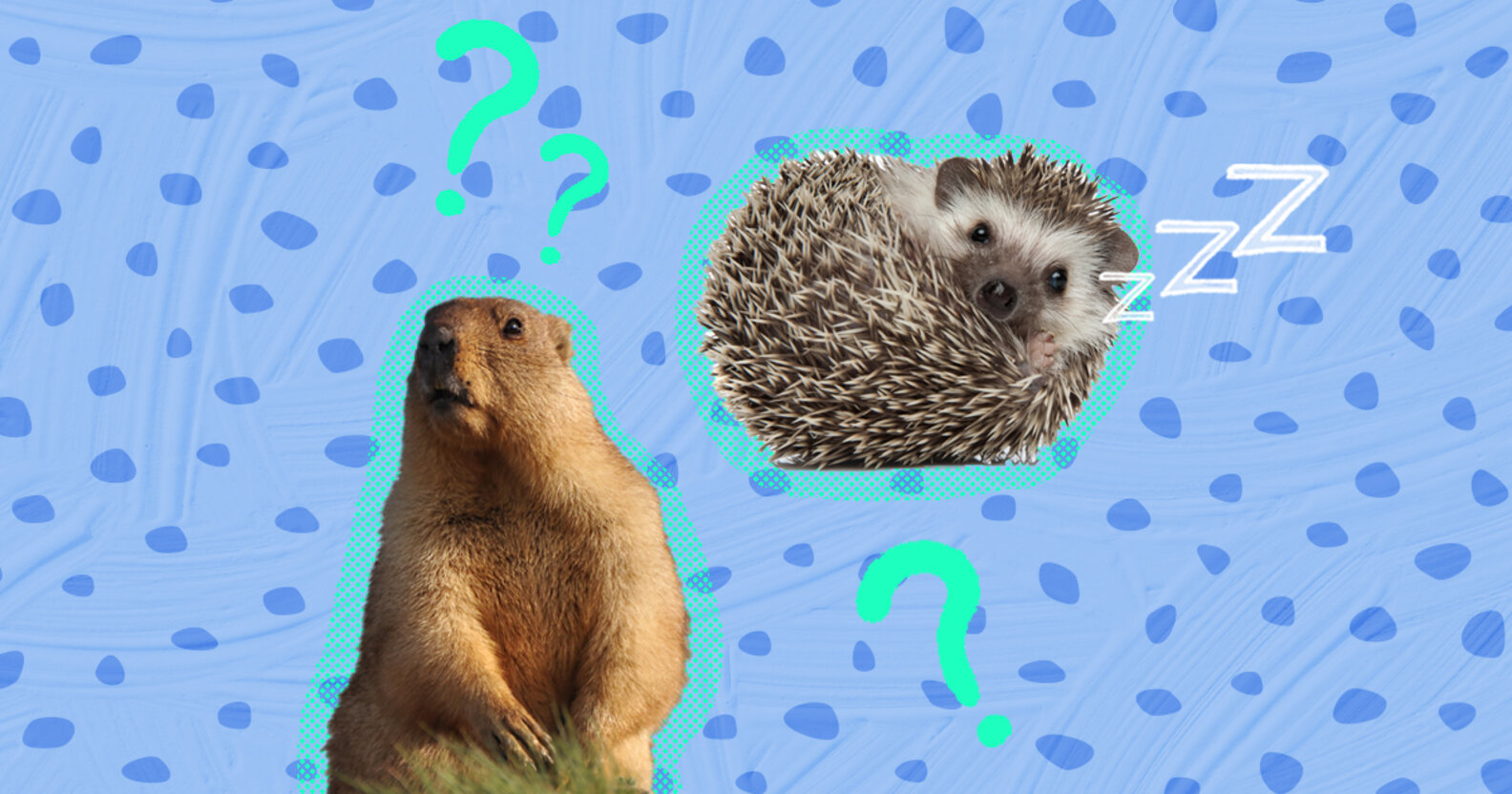 20 Animals That Hibernate (And What They Do During Hibernation) DodoWell The Dodo