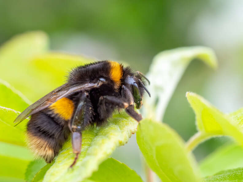 bumblebee on leaf