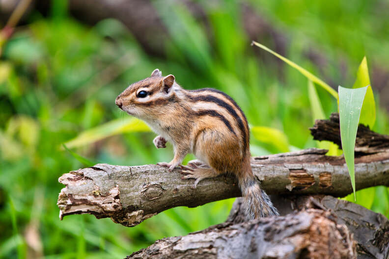 chipmunk on branch