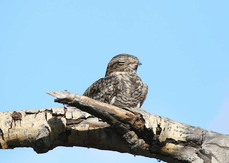 bird on branch