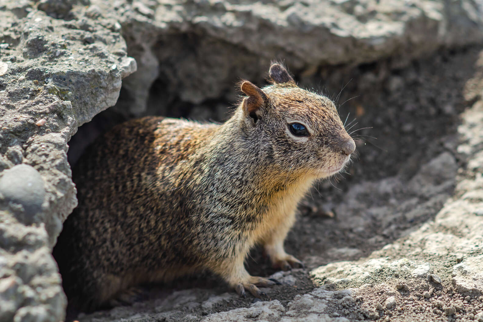 20 Animals That Hibernate (And What They Do During Hibernation ...