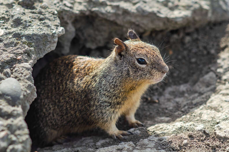 squirrel in a hole