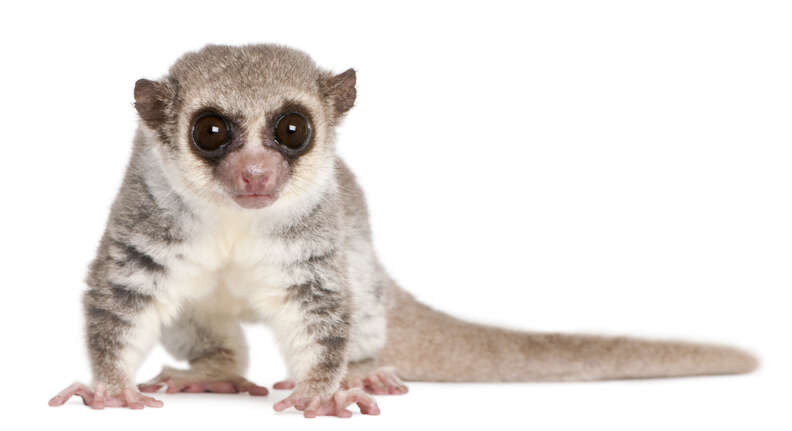 fat tailed lemur