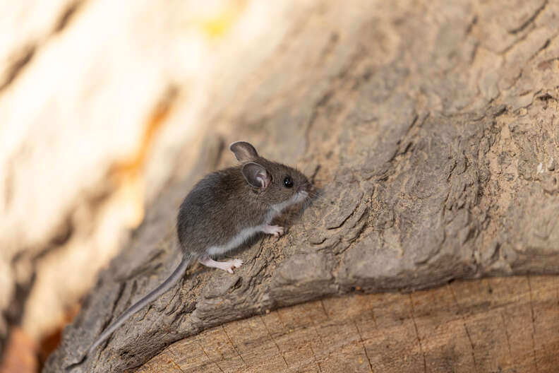 deer mouse