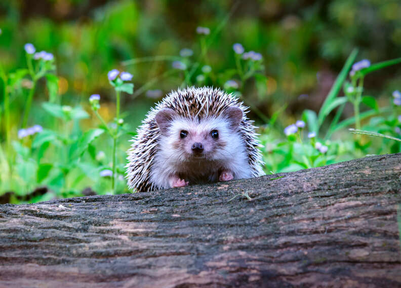 hedgehog on log