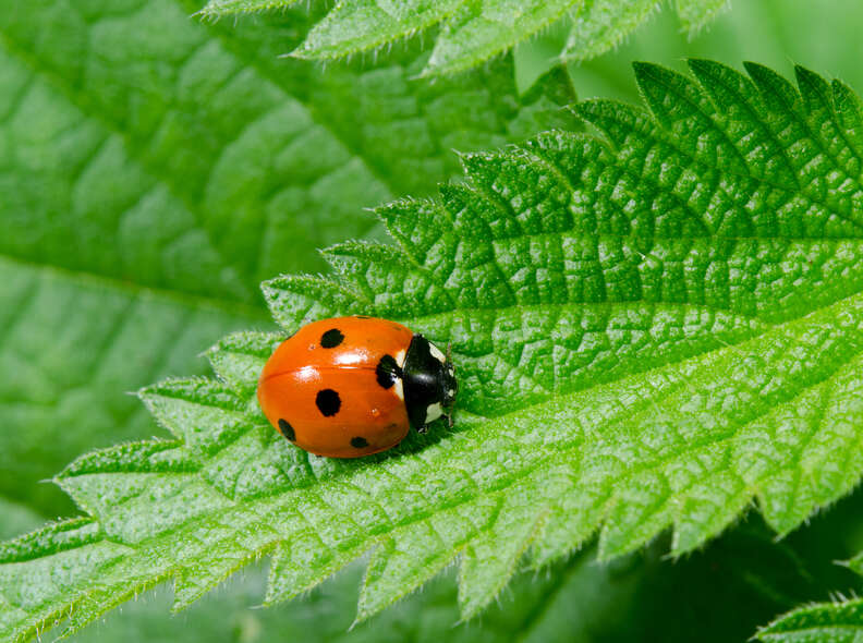 ladybug on leaf