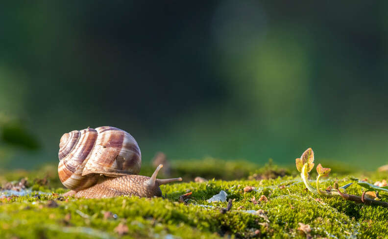 snail