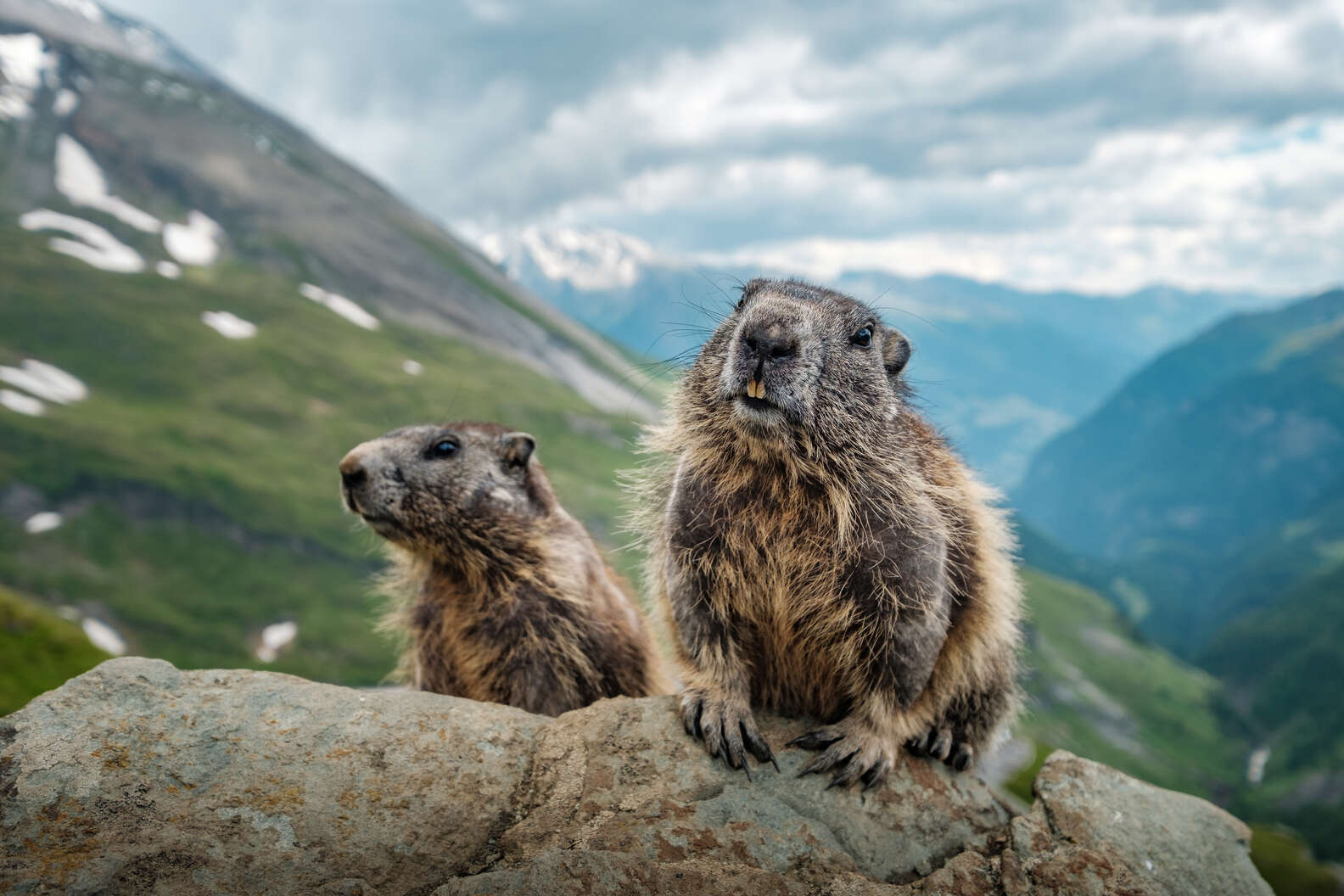20 Animals That Hibernate (And What They Do During Hibernation ...
