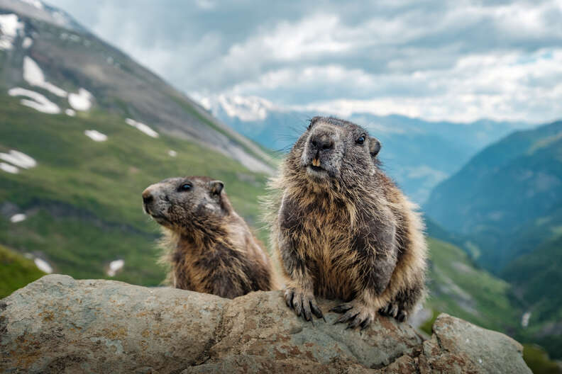 marmots on rock