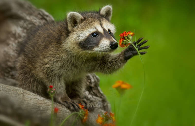raccoon with flower