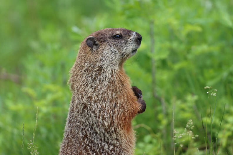 woodchuck